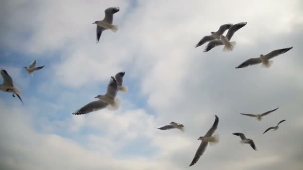 Чайки летают в воздухе и ловят еду на фоне голубого неба. Slow Motion — стоковое видео