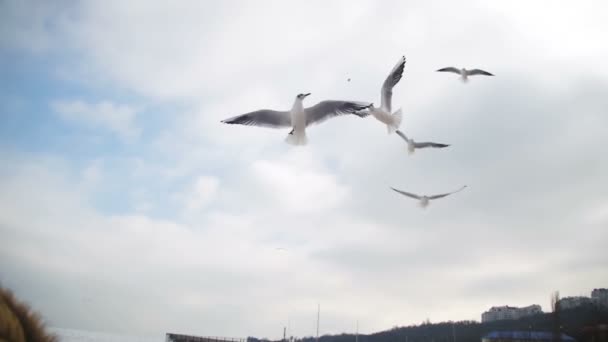 Måsarna flyger i luften och fånga mat på blå himmel bakgrund. Slow Motion — Stockvideo