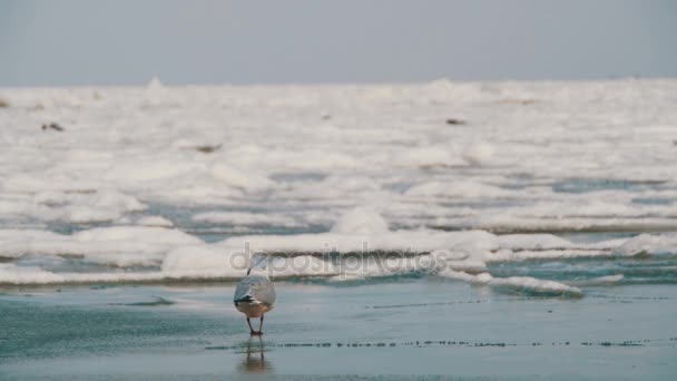 Racek na zmrzlé zamrzlá moře — Stock video