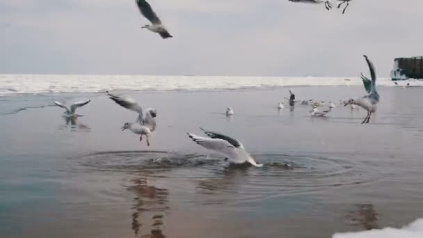 Grupo de gaviotas que bucean y luchan por comida en el mar cubierto de hielo de invierno . — Vídeos de Stock