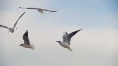 Hava ve Catch gıda mavi gökyüzü arka plan üzerinde uçan martılar. Ağır çekim