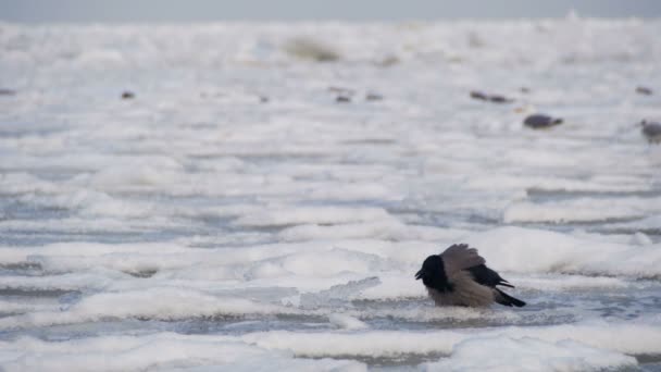 Corbeau assis sur la mer gelée recouverte de glace — Video