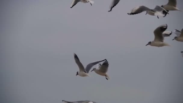 Möwen fliegen durch die Luft und fangen Nahrung vor blauem Himmel. Zeitlupe — Stockvideo