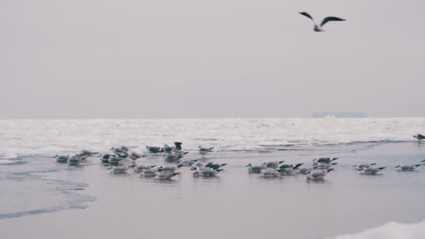 Mewy, siedząc na zamarznięte morze pokryte lodem — Wideo stockowe