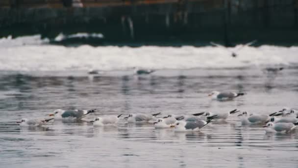 Seagulls Sitting on the Frozen Ice-Covered Sea — Stock Video