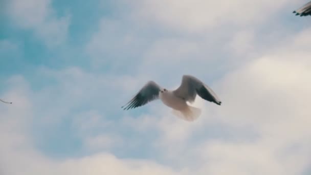 푸른 하늘 배경 공기와 캐치 음식에서 비행 하는 갈매기. 슬로우 모션 — 비디오