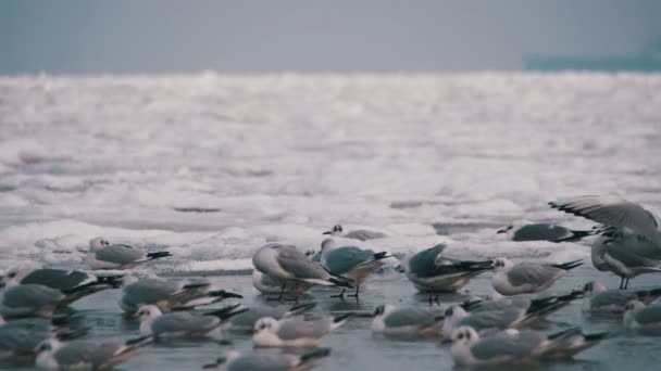 Gaivotas sentadas no mar gelado — Vídeo de Stock