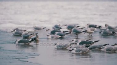 Donmuş buz kaplı deniz üzerinde oturan martılar