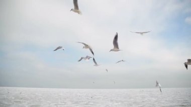 Hava ve Catch gıda mavi gökyüzü arka plan üzerinde uçan martılar. Ağır çekim