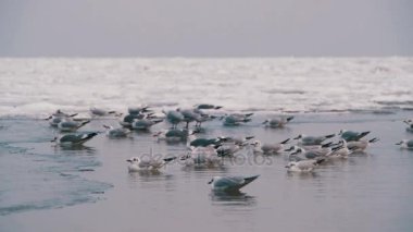 Donmuş buz kaplı deniz üzerinde oturan martılar