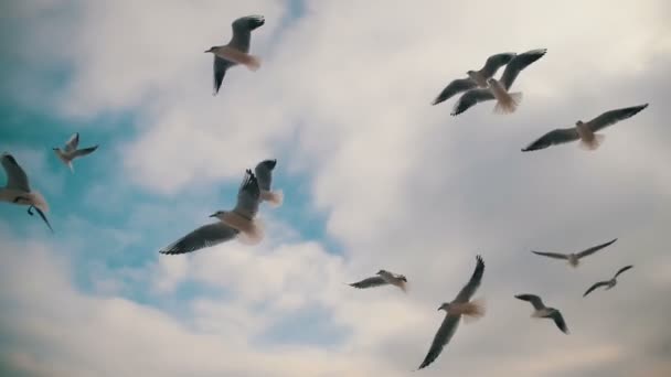 Las gaviotas vuelan en el aire y atrapan comida en el fondo del cielo azul. Moción lenta — Vídeo de stock