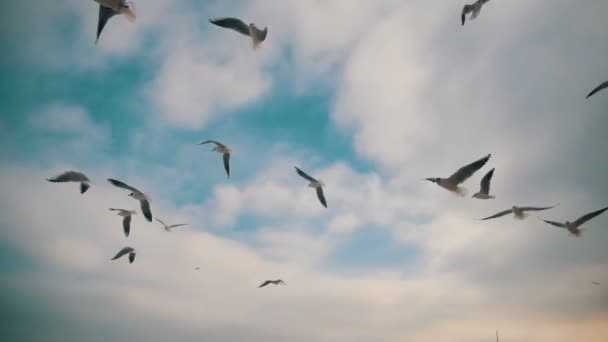 Las gaviotas vuelan en el aire y atrapan comida en el fondo del cielo azul. Moción lenta — Vídeo de stock