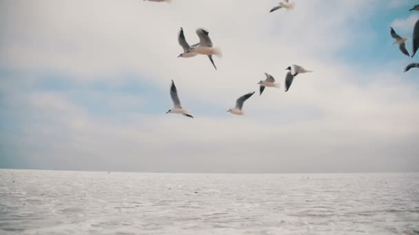 Meeuwen vliegen in de lucht en voedsel van de vangst op de blauwe hemelachtergrond. Slow Motion — Stockvideo