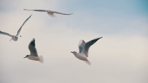Gabbiani che volano in aria e catturano cibo su sfondo Blue Sky. Rallentatore — Video Stock