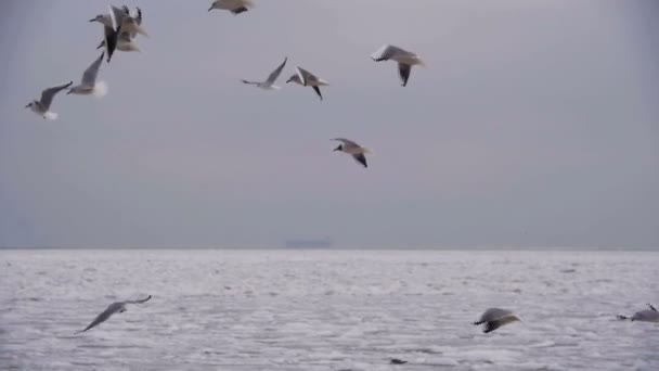 Las gaviotas vuelan en el aire y atrapan comida en el fondo del cielo azul. Moción lenta — Vídeos de Stock