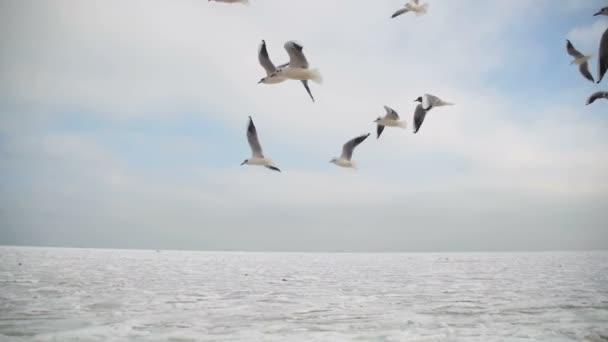 Meeuwen vliegen in de lucht en voedsel van de vangst op de blauwe hemelachtergrond. Slow Motion — Stockvideo