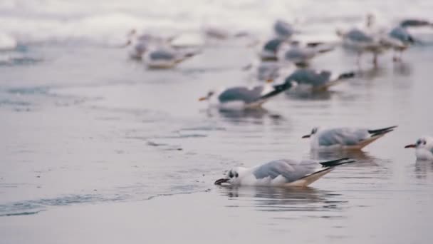 凍った氷に覆われた海の上に座ってカモメ — ストック動画