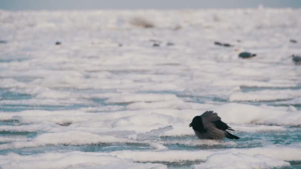 Crow zit op de bevroren ijs bedekte zee — Stockvideo