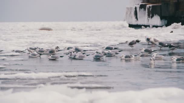 Mouettes assises sur la mer gelée recouverte de glace — Video