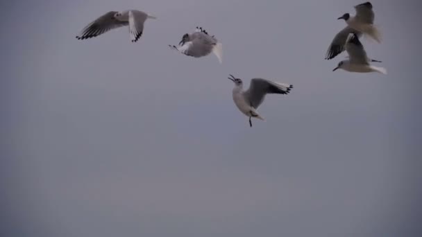 Las gaviotas vuelan en el aire y atrapan comida en el fondo del cielo azul. Moción lenta — Vídeos de Stock