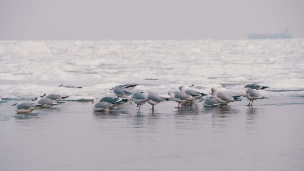 Donmuş buz kaplı deniz üzerinde oturan martılar — Stok video