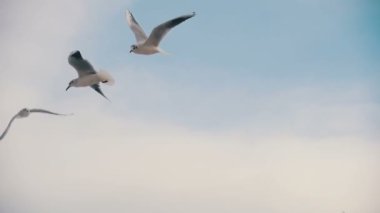 Hava ve Catch gıda mavi gökyüzü arka plan üzerinde uçan martılar. Ağır çekim