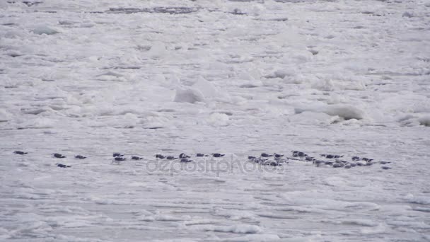 Gaviotas en el hielo congelado en el mar — Vídeos de Stock