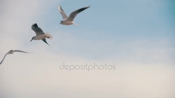 Seagulls Flying in the Air and Catch Food on Blue Sky Background. Slow Motion — Stock Video