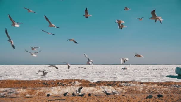 Gaivotas voando no ar e pegar comida no inverno congelado fundo do mar coberto de gelo. Movimento lento — Vídeo de Stock