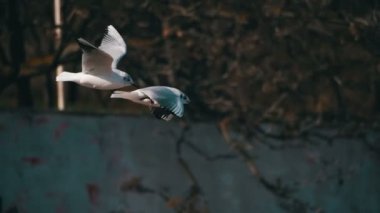 Martılar hava ve Catch yiyecek getirin. Ağır çekim