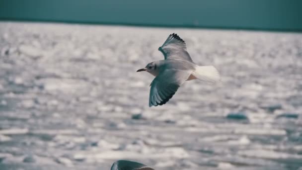 Seagulls Hover in the Air on Frozen Ice-Covered Sea Background. Slow Motion — Stock Video