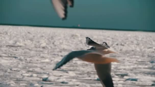 Las gaviotas flotan en el aire sobre el fondo marino cubierto de hielo congelado. Moción lenta — Vídeo de stock