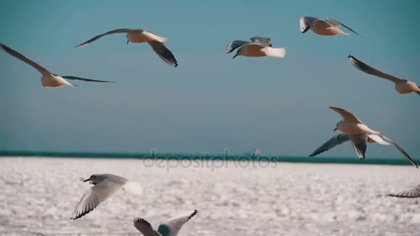 Las gaviotas revolotean en el aire y capturan comida en el fondo marino cubierto de hielo congelado. Moción lenta — Vídeo de stock