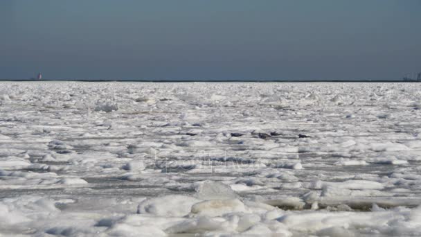 Seagulls on the Frozen Ice in the Sea — Stock Video