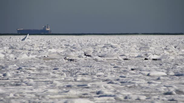 Donmuş buz kaplı deniz üzerinde oturan martılar — Stok video