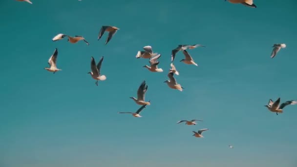 Las gaviotas vuelan en el aire y atrapan comida en el fondo del cielo azul. Moción lenta — Vídeos de Stock