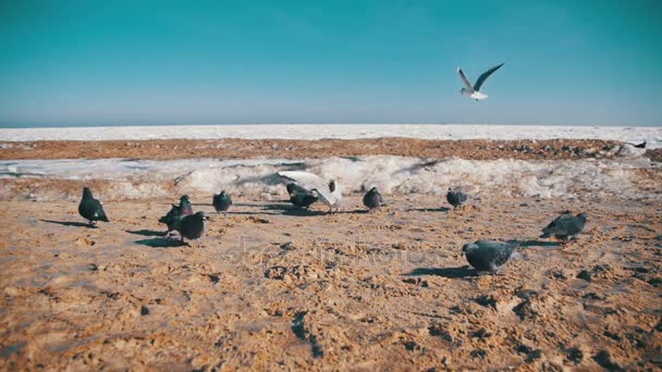 Pombos e gaivotas comem pão na praia no inverno Congelado fundo do mar coberto de gelo. Movimento lento — Vídeo de Stock