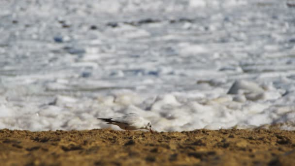 Seagull on the Seashore bevroren ijs bedekte zee — Stockvideo