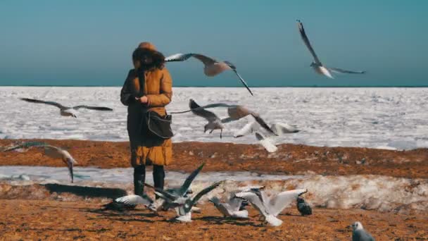 Женщина кормит голодных чаек, летающих над замерзшим ледяным морем — стоковое видео