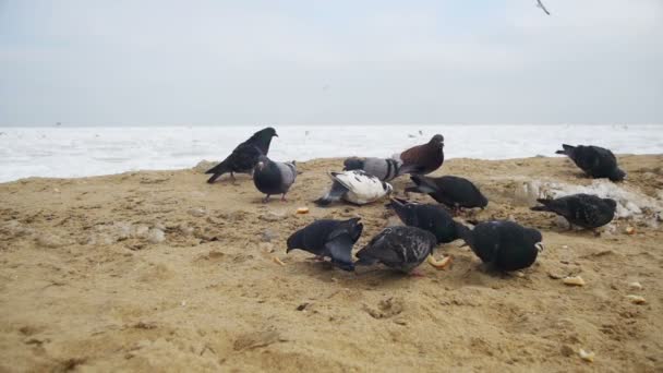 Les pigeons et les mouettes mangent du pain sur la plage en hiver fond marin gelé recouvert de glace. Mouvement lent — Video