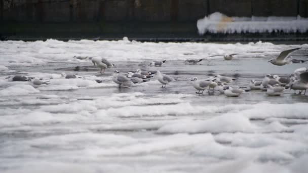 Seagulls Sitting on the Frozen Ice Covered Sea in Slow Motion — стоковое видео