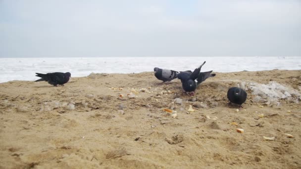 Las palomas y las gaviotas comen pan en la playa en invierno Fondo marino cubierto de hielo congelado. Moción lenta — Vídeos de Stock