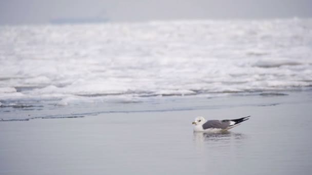 Gabbiano seduto sul mare ghiacciato congelato — Video Stock