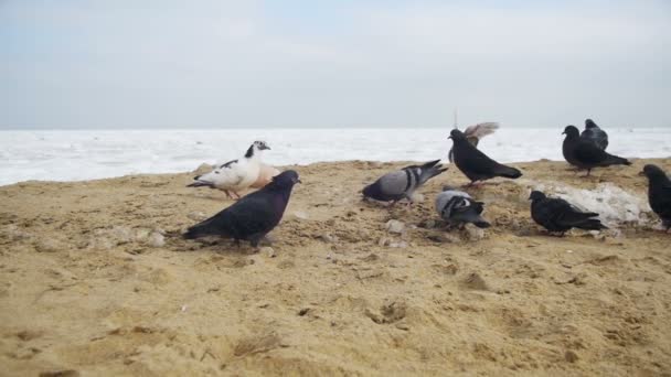 Las palomas y las gaviotas comen pan en la playa en invierno Fondo marino cubierto de hielo congelado. Moción lenta — Vídeo de stock