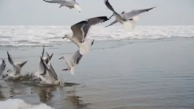Dalış ve kış deniz buz kaplı yemek mücadele martılar grubudur. Ağır çekim