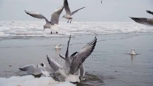 组的海鸥潜水和争夺食物在冬季冰雪覆盖的大海。慢动作 — 图库视频影像