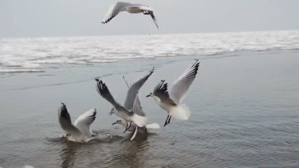 Group of Seagulls Diving and Fighting for Food in Winter Ice-Covered Sea. Slow Motion — Stock Video