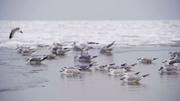 坐在慢动作冷冻冰覆盖海面上的海鸥 — 图库视频影像