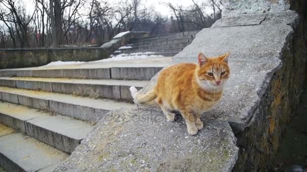 Бездомный Красный Кот на улице в Зимнем парке. Смешная городская кошка в медленном движении — стоковое видео