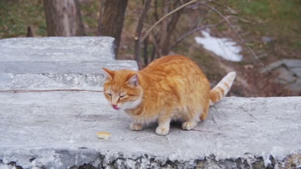 Hajléktalan vörös macska, Winter Park az utcán. A lassú mozgás városi vicce — Stock videók